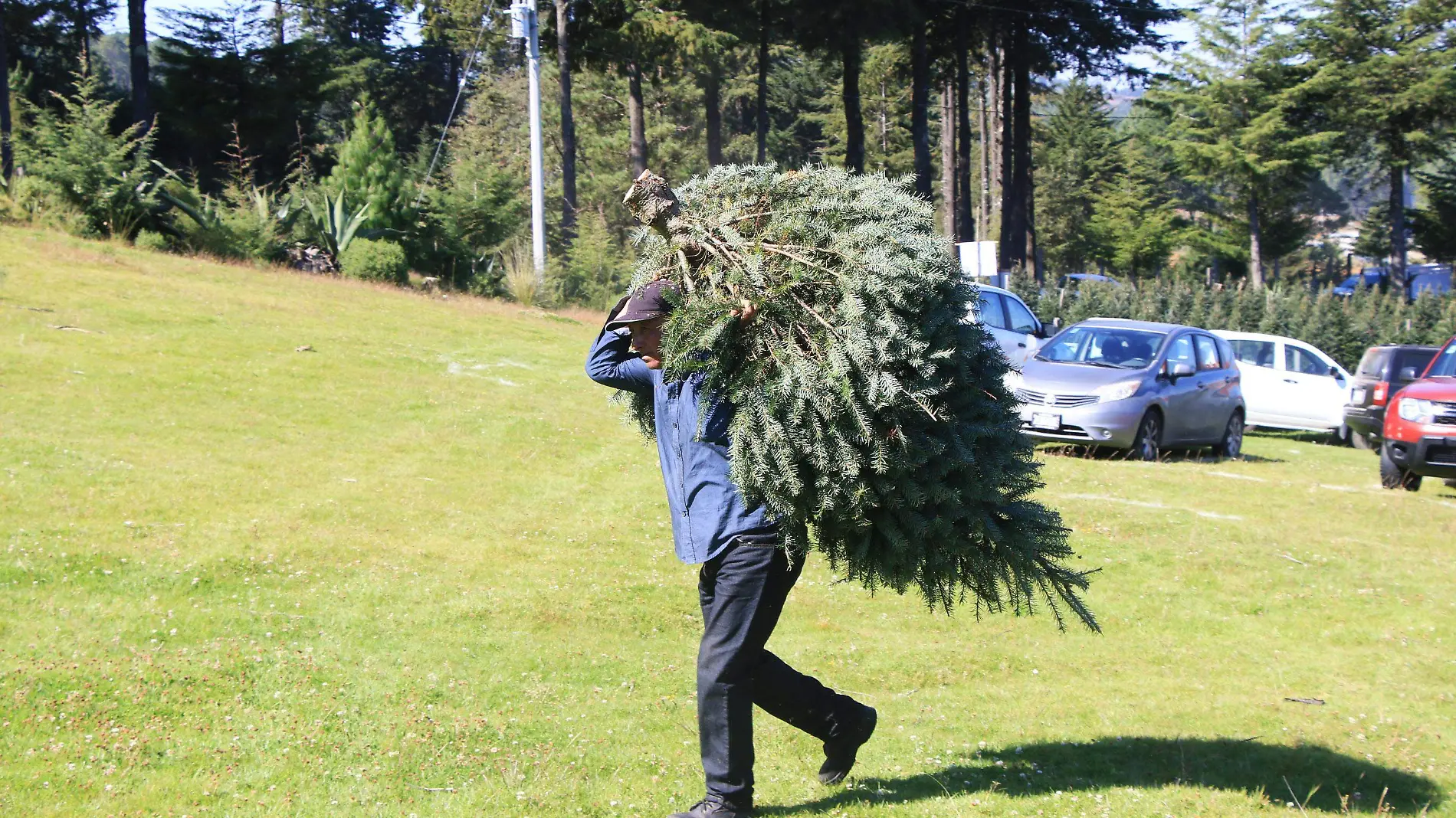 Arbol Navidad-Primer corte-rancho yerbabuena-9nov-Ricardomtz (3)